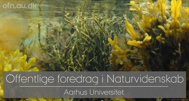 Foredrag: Tang